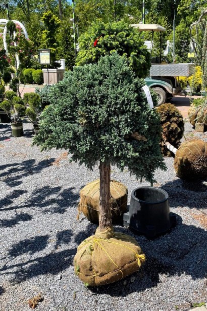 Juniperus squamata Blue Star on stambe